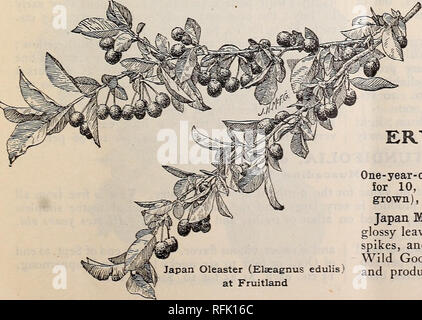 . Fruitland Nurseries en 1900. Pépinières (Horticulture) Géorgie Augusta ; Catalogues Catalogues des plants des arbres de fruits ; catalogues ; plantes Plants des Arbres ornementaux, catalogues. Département de fruits à petites fraises Fruits 17, suite pollinisateurs, mais des précautions doivent être prises pour maintenir le terme- ners de chaque variété d'empiéter sur les autres. Commande de plantes. Nous ne pouvons pas remplir des ordres pour les plantes au prix indiqués jusqu'au début de novembre, et fournir que l'état de sol admet d'être creusé à la sécurité. Remplir des ordres pour les plantes avant la dernière récolte de coureurs est bien enracinée entraîne la perte de thre Banque D'Images