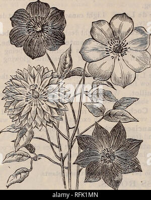 . La géo. A. Weaver Co's catalogue annuel de semences. Pépinière Newport Rhode Island ; Catalogues Catalogues de graines de fleurs, légumes, graines de plantes ornementales ; Catalogues Catalogues Catalogues ; instruments agricoles. Le 62 Geo. A. Weaver Co.'s catalogue de semences et d'outils, Newport, R. I. CLEMATIS. C'est la plus belle classe de hardy grimpeurs. floraison. La duchesse d'Édimbourg. Blanc pur ; Un double. Gypsy Queen. Riche, velouté foncé violet. Jackmanni. Grande mauve-violet ; riche ; libre bloomer. Mme. Van Houtte. Blanc pur ; extra fine. Mme Bateman. Chocolat blanc, avec des anthères rouge. Au-dessus de la var Banque D'Images
