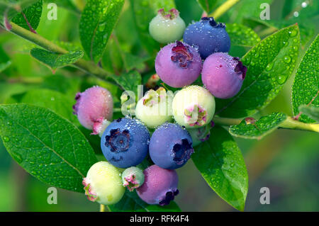 Libre d'un groupe de maturation le nord de bleuets en corymbe (Vaccinium corymbosum) dans le jardin. Banque D'Images