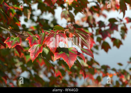 L'Érable rouge (Acer rubrum) laisse passe au rouge à l'automne. Banque D'Images