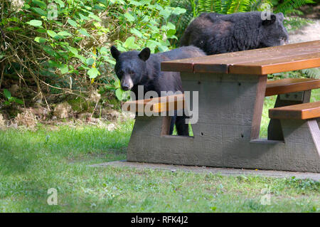 Deux l'ours noir (Ursus americanus) vu par une table de pique-nique dans un parc local dans la région de Coquitlam, Colombie-Britannique, Canada Banque D'Images