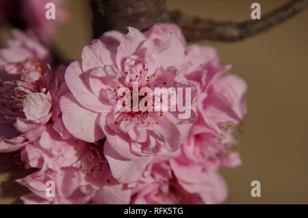 Plusieurs fleurs rose clair close up (haute résolution) à Melbourne, Australie. Kelson (Burns) Banque D'Images