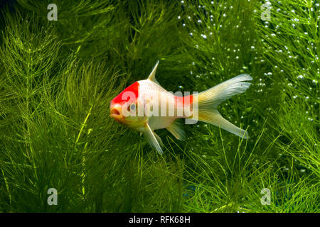 Koi de poissons de fond naturel avec Banque D'Images