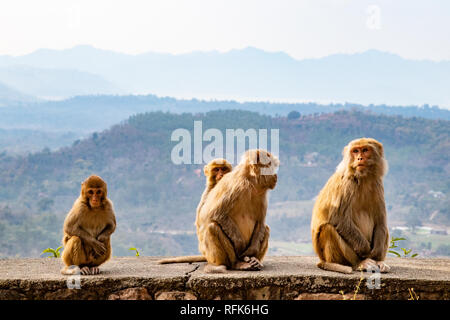 Famille de singes assis au bord de la route et d'attente pour un touriste de passer et leur donner de la nourriture. Banque D'Images