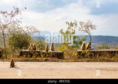 Famille de singes assis au bord de la route et d'attente pour un touriste de passer et leur donner de la nourriture. Banque D'Images