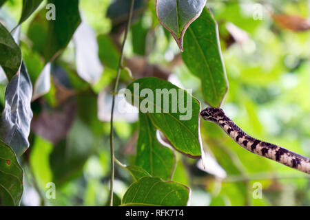 Escargot Serpent manger nuageux dans la branche d'arbre - dominical, Puntarenas, Costa Rica Banque D'Images