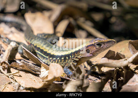 Quatre Ameiva coureur, doublée. La faune au Costa Rica Banque D'Images