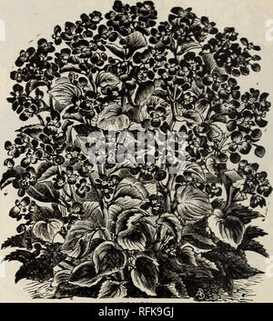 . Printemps 1896. Les catalogues de l'Ohio de pépinière ; graines de plantes ornementales ; catalogues, catalogues Catalogues des plants des arbres de fruits ; fruits ; catalogues ; catalogues ; des Plants des Arbres de pépinière, de légumes, plantes, plantes ornementales, les fruits des arbres, fruits, arbres. ThUPStOni. Une belle plante majestueuse avec remarque- bien, beau feuillage brillant. La face inférieure des feuilles est une riche, rouge violacé, le veinings très en avant, tandis que le visage, ou sur la face supérieure est un vert bronzé, ombré de Crimson et olive, avec un pecul iar- lustre métallique brillant au-dessus de tous. Fleurs blanc rosé en grandes grappes, bien au-dessus du feuillage. Banque D'Images