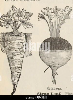 . Les plantes fourragères et les herbes et légumes : des graines de fleurs et de plants de pommes de terre. Graines de plantes fourragères ; Catalogues Catalogues ; Graines Graines fruits ; Catalogues Catalogues commerciaux New York (État). SACALINE SACALINE. Montrant deux mois de croissance. (Polygonum Sachalinense.) UNE NOUVELLE PLANTE FOURRAGÈRE. L'apporteur déclare : " Il est parfaitement hardy même en Sibérie. . S'épanouit dans les Indes. . Ne nécessite pas de labourer avant de planter. .... Pas besoin de culture, pas de fumure, pas de plantation. Racines pénètrent profondément dans le sol. . Une fois plantés, SE DRESSE POUR TOUJOURS. Luxuriates en terres humides la plus dure sécheresse avec l'im Banque D'Images