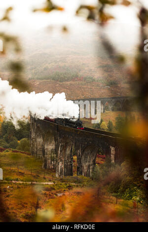 Passage du train à vapeur viaduc de Glenfinnan avec ses montagnes couvertes de brouillard et de premier plan de fleurs au cours d'une journée d'automne moody (Glenfinnan, Ecosse, Europe) Banque D'Images