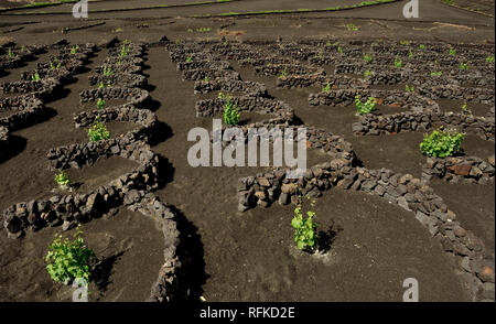 Un vignoble à Lanzarote. Banque D'Images