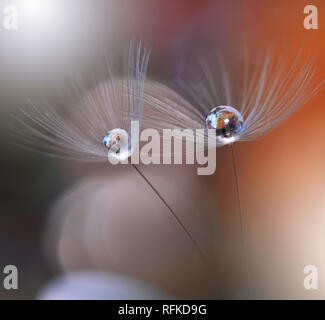 Abstract macro photo.le pissenlit et les gouttes d'eau.Amazing Papier peint couleur.orange.Belle Nature Background.Extreme close up. Art.Floral l'amour. Banque D'Images