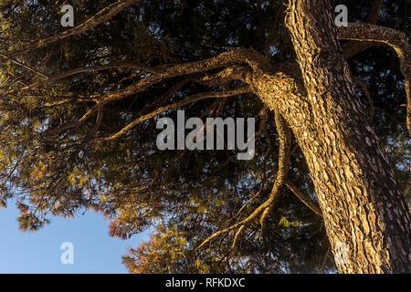 Pinus halepensis tree de dessous dans le lever du soleil. Banque D'Images