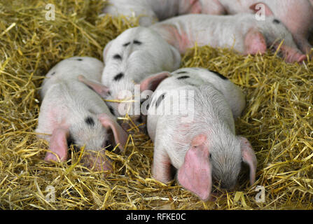 Gloucester vieux Spot porcelet @ Cotswold Farm Park, Nr Guiting Power, Gloucestershire, Angleterre Banque D'Images