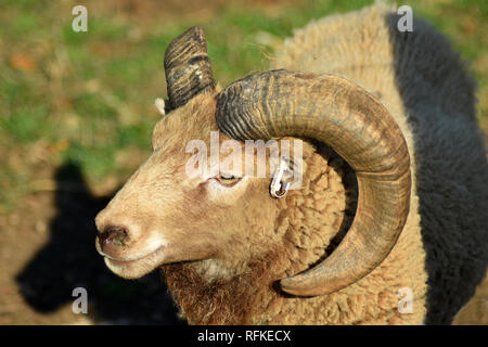 Castlemilk Moorit ovins de race rare à Cotswold Farm Park, Nr Guiting Power, Gloucestershire, Angleterre Banque D'Images