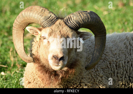 Castlemilk Moorit ovins de race rare à Cotswold Farm Park, Nr Guiting Power, Gloucestershire, Angleterre Banque D'Images