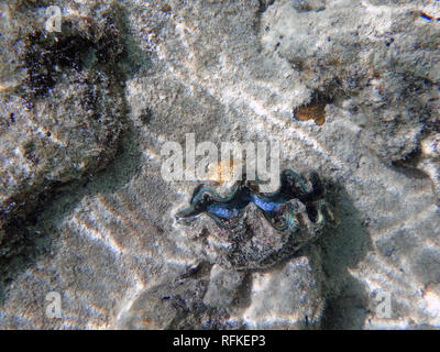 Vue sous-marine d'un bénitier (Tridacna gigas) avec les lèvres bleues dans le lagon de Bora Bora, Polynésie Française Banque D'Images