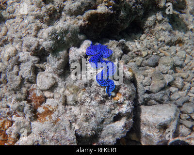 Vue sous-marine d'un bénitier (Tridacna gigas) avec les lèvres bleues dans le lagon de Bora Bora, Polynésie Française Banque D'Images
