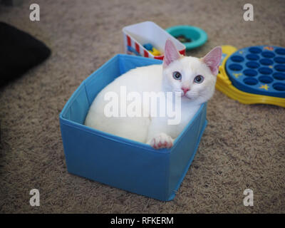 La flamme Mitzie point Siamese dans son jouet préféré fort Banque D'Images