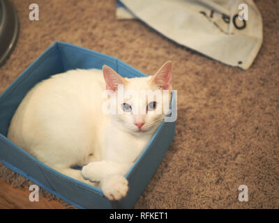 La flamme Mitzie point Siamese dans son jouet préféré fort Banque D'Images