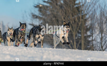 Une équipe de quatre chiens de traîneau Husky s'exécutant sur un chemin désert enneigé. Traîneau à chiens en hiver nature tchèque. Chiens Husky dans une équipe de winte Banque D'Images