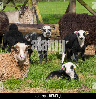 Moutons Shetland dans une ferme près de Cardington, Shropshire, au Royaume-Uni. Banque D'Images