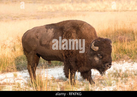 Les bisons de Buffalo lever tôt le matin au parc national de Yellowstone Banque D'Images