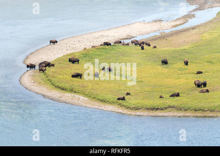 Troupeau de bisons Bison vue aérienne Banque D'Images
