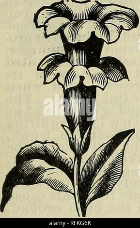 . Goodell's de graines, de bulbes, de rares nénuphars, roses, et d'autres plantes. Pépinières Massachusetts Amherst ; Catalogues Catalogues fleurs ; graines de plantes ornementales ; catalogues, catalogues. PANSY PARK, DWIGHT, MASSE. 21 CANNA. Beau feuillage des plantes, avec de grandes feuilles et de pain, fleurs jaunes ou écarlates, faire tremper les semences dans l'eau chaude jusqu'à ce que les pousses commencent, et Semer sous verre début ; beaucoup de variétés mélangées 10 DATURA, grande branche- ment d'environ deux pieds de hauteur des plantes magnifiques, sur jaune, violet et blanc en forme de trompette, doux- fleurs parfumées, de sept à neuf pouces de long commencer aussi tôt graines tbe Banque D'Images