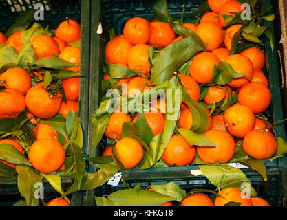 Des paniers et des étagères de la mandarine à l'intérieur d'un magasin. affichage de nombreux petits doux, mûr, orange agrumes, prêt à être mangé et mangé pour guérir. Banque D'Images