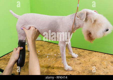 Le fox terrier de se couper les cheveux à la tondeuse. Isolé sur fond vert. Banque D'Images