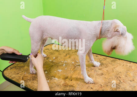 Le fox terrier de se couper les cheveux à la tondeuse. Isolé sur fond vert. Banque D'Images