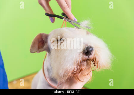 Le fox terrier de se couper les cheveux à la tondeuse. Isolé sur fond vert. Banque D'Images