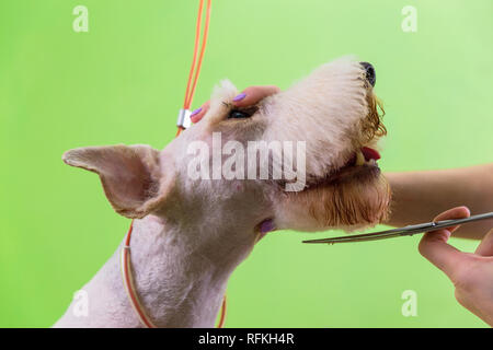 Le fox terrier de se couper les cheveux à la tondeuse. Isolé sur fond vert. Banque D'Images