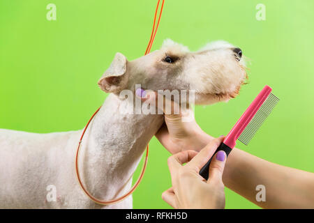 Le fox terrier de se couper les cheveux à la tondeuse. Isolé sur fond vert. Banque D'Images