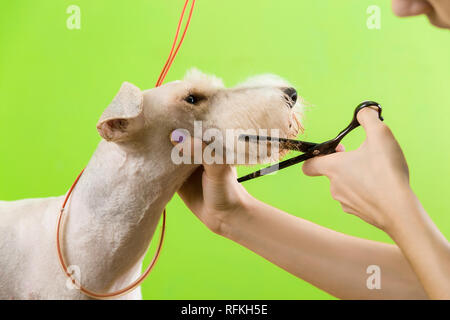 Le fox terrier de se couper les cheveux à la tondeuse. Isolé sur fond vert. Banque D'Images
