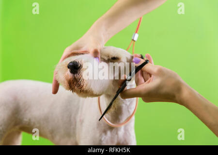 Le fox terrier de se couper les cheveux à la tondeuse. Isolé sur fond vert. Banque D'Images