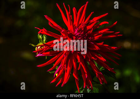 Grand bourgogne dahlia rouge avec les bourgeons sur un fond sombre Banque D'Images