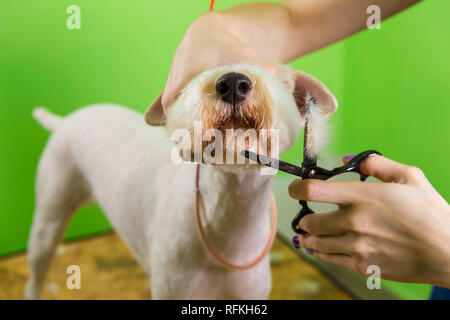 Le fox terrier de se couper les cheveux à la tondeuse. Isolé sur fond vert. Banque D'Images