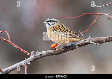 Rock (Emberiza cia) perché sur une branche en automne Banque D'Images