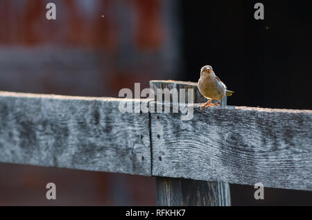 Chanson mignon perché sur des oiseaux en clôture weathered barn farm yard contre l'arrière-plan rouge Banque D'Images