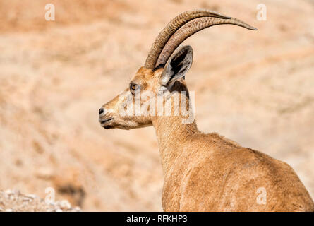 Portrait de l'antilope de chèvre Banque D'Images