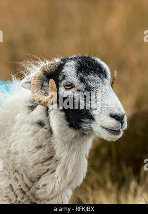 Brebis Swaledale en hiver. Landes l'agriculture de montagne dans les vallées du Yorkshire, England, UK. Moutons Swaledale sont une race de moutons en Amérique du Yorks Banque D'Images