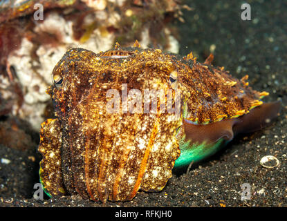 Seiche ou cuttles sont des mollusques marins de l'ordre Sepiida,classe des céphalopodes Banque D'Images