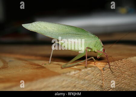 GUM Leaf Katydid, (Torbia viridissima) Banque D'Images