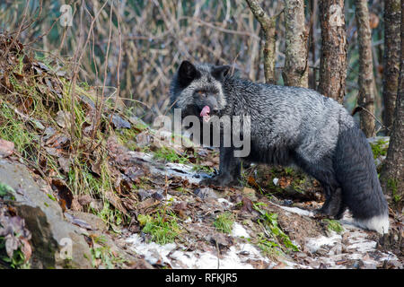 Silver Fox en captivité (melanistic forme de renard - Vulpes vulpes) à Kroschel Films Wildlife Centre près de Haines AK Banque D'Images