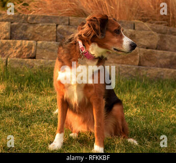 Berger Australien border collie mix assis dans l'herbe sur une journée ensoleillée. Banque D'Images