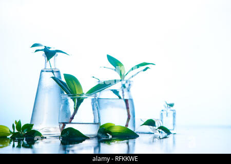 Les bocaux en verre et des vases avec des plantes de printemps vert. La clarté et la fraîcheur concept avec copie espace. Fond humide blanc Banque D'Images