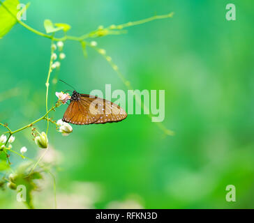Belle couleur brun papillon dans un joli jardin Banque D'Images