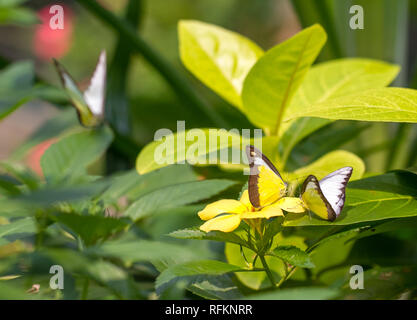 Albatros chocolat tourné en papillons Butterfly Park Kuala Lumpur Banque D'Images